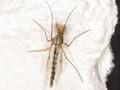 Chironomus plumosus